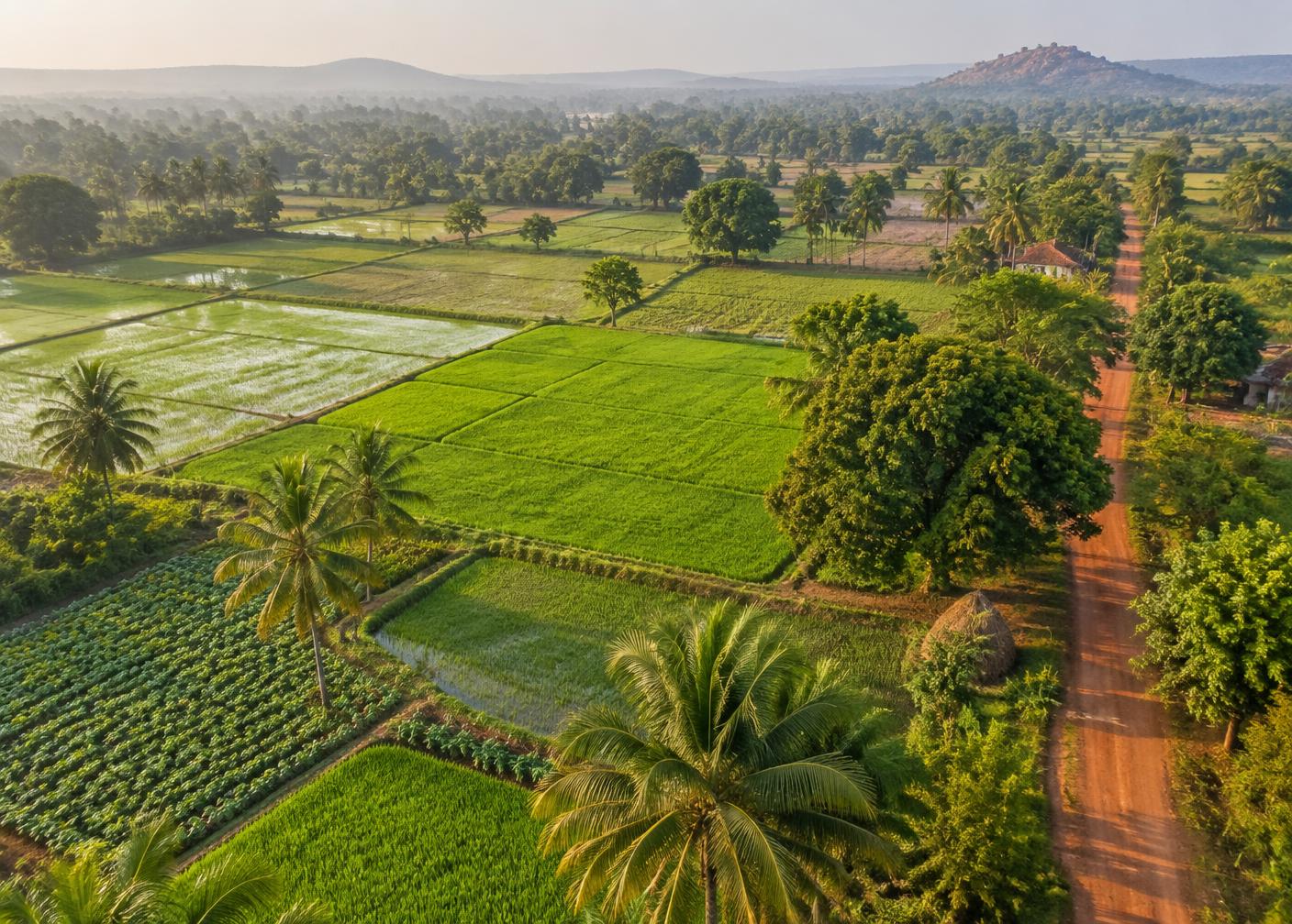 Aerial view of green farmland divided into plots